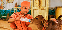 Gau Seva