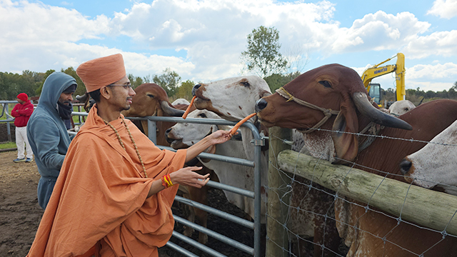 Gau Seva