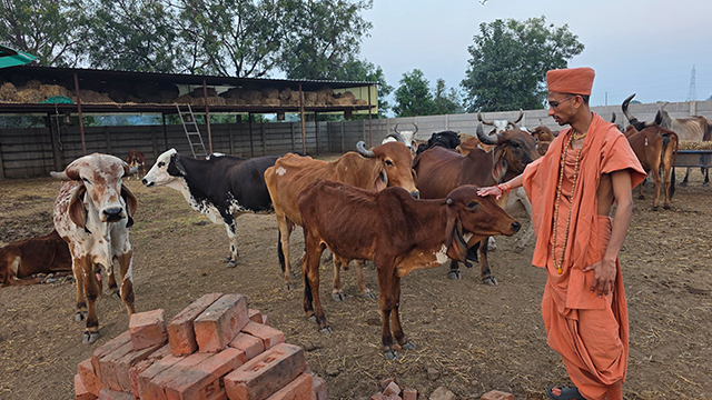 Gau Seva