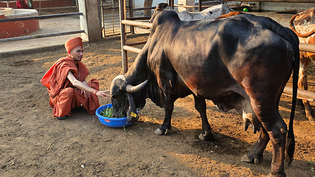 Gau Seva