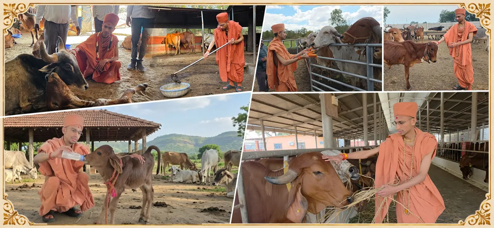 Swami ji gau seva